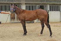 ´ (RAON THE FIGHTER) 