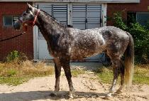 ��������̵� (YEOSU TORNADO) ����