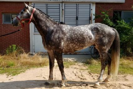 ��������̵� ����