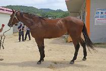 û�갭ȣ (CHEONGSAN GANGHO) ����