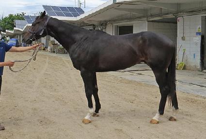 ���׵�è�Ǿ� ����