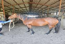 ����� (NAMSAN KKOT) ����