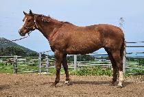 ��������Űư (E J��S KITTEN) ����