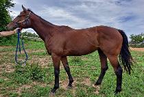 �������� (MYEONGJIN STORM) ����