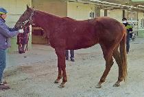 �����Ӷ� (PRIME LAVEL) ����