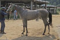 ���ǲ� (BURUI KKOT) ����