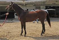 ��缱�� (GOLDEN THUNDER) ����