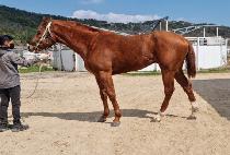 ���̷����Ѽ� (I LOVE HANSEN) ����