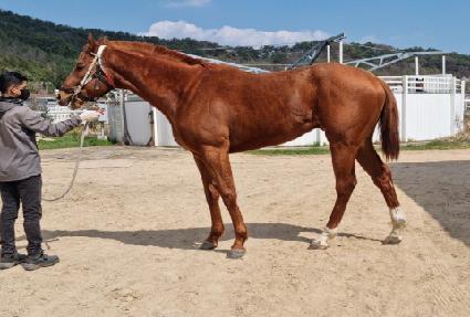 ���̷����Ѽ� ����