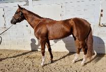 ������ѹ��� (LEGEND NUMBER ONE) ����