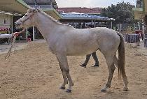 ȭ��Ʈ���� (WHITE K) ����