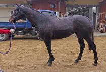 ������� (SANGSANG JILJU) ����