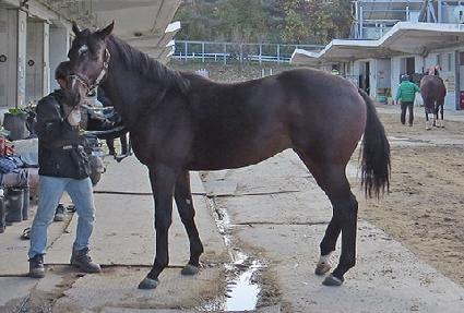 �����¾� ����