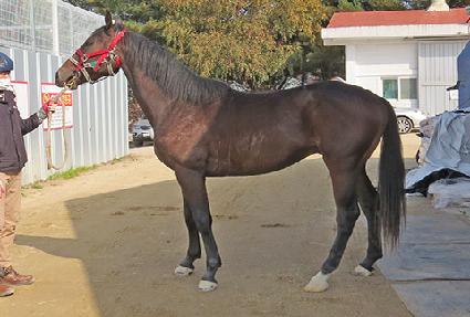 ��Ÿ��ǳ ����