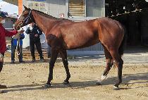 ����극�� (HIDDEN BRAIN) ����