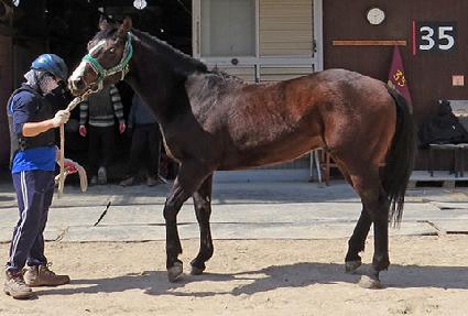 ���������� ����