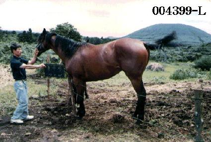 ���츮 ����