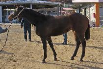 ����Ŀ� (GOLD POWER) ����