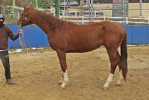 �������� (DEVIL K) ����