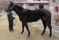 Ƽ��� (TIZ DAY) ����