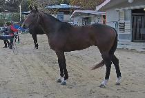 Ƽ������ (TIZ HUNTER) ����