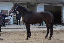 Ƽ������ (TIZ TAPTAP) ����