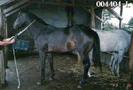 �޵� ����