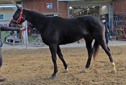 �帲���� ����