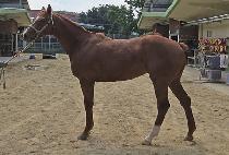 �򽺰� (VICS GO) ����