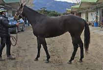 �ǿ�����Ĺ (P N S CAT) ����