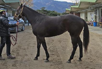 �ǿ�����Ĺ ����