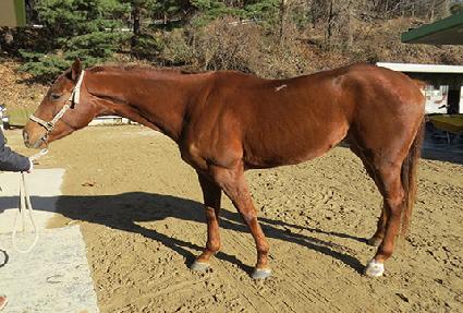 �������� ����