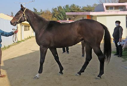 û��帲 ����