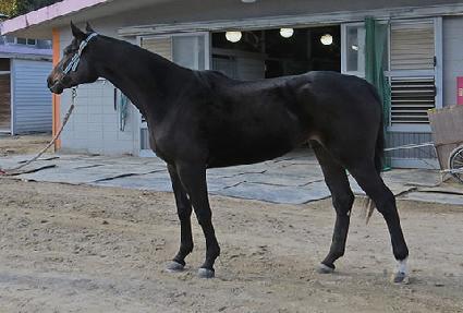 ���ø����� ����