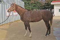 �����м� (QUEENS FASHION) ����