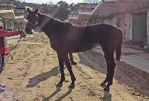 ���̷ε� (HIGH ROAD) ����