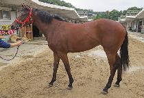 �ǿ�������� (P N S GOLD) ����