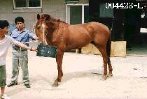 Ȳ�� (HWANG HWA) ����