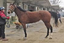 �����̵�� (PRIDEMEON) ����