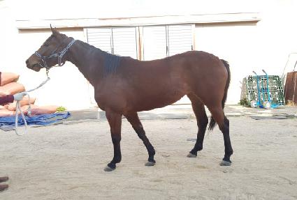 �Ӵ���ũ ����