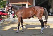 WONPYEONG BIRD picture