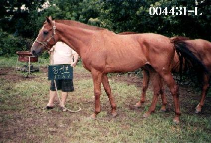 ����ȣ ����