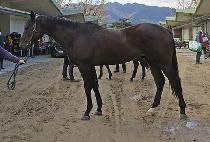 �ǿ�������Ʈ (P N S FACT) ����