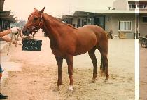 ������ (SAE SAEK SHI) ����