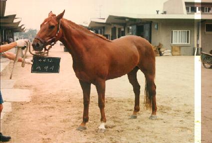 ������ ����