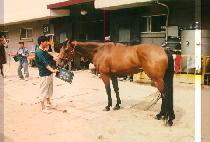 ������ (GEUM JE BI) ����