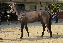 �۵��� (JAKDUKONG) ����