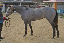 �������Ѹ� (WIDAEHAN HANMA) ����