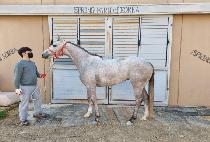 ���̽��Ƹ�ī (ACE A MOCA) ����