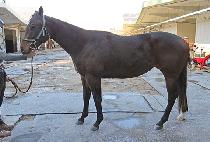 �۾ϵ巡�� (SONGAM DRAGON) ����